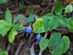 Campanula divaricata