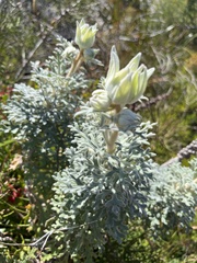 Actinotus helianthi