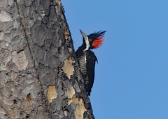 Campephilus melanoleucos