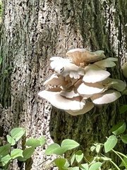 Pleurotus