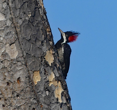 Campephilus melanoleucos