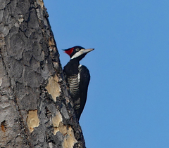 Campephilus melanoleucos