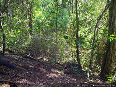 Leucosarcia melanoleuca