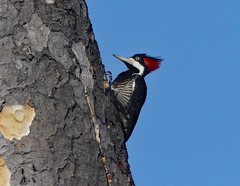 Campephilus melanoleucos