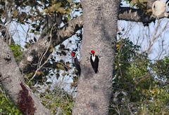 Campephilus melanoleucos