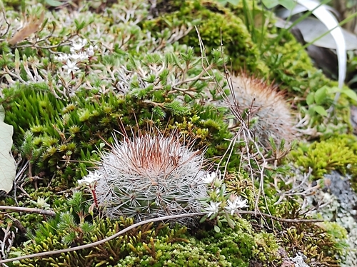 Mammillaria nunezii