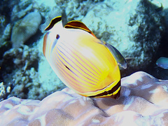 Chaetodon lunulatus