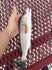 Sciaenops ocellatus