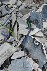 Cnemidophorus espeuti
