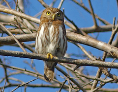 Glaucidium brasilianum