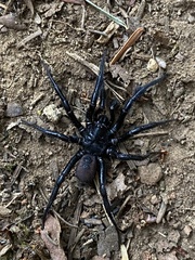 Antrodiaetus pacificus