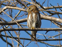 Glaucidium brasilianum