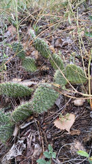 Opuntia polyacantha