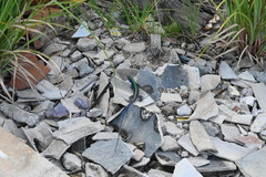 Cnemidophorus espeuti