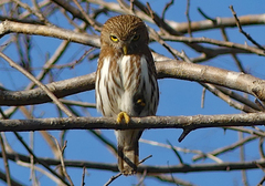 Glaucidium brasilianum