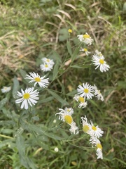 Boltonia asteroides