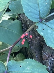 Magnoliopsida