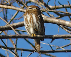 Glaucidium brasilianum