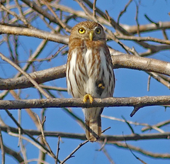 Glaucidium brasilianum