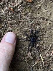 Antrodiaetus pacificus