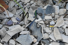 Cnemidophorus espeuti