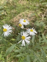 Boltonia asteroides