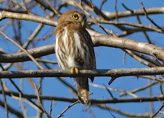 Glaucidium brasilianum