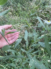 Boltonia asteroides