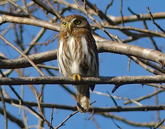 Glaucidium brasilianum
