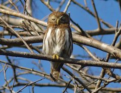 Glaucidium brasilianum
