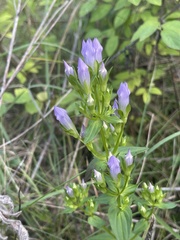 Gentianella quinquefolia