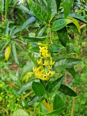 Cestrum parqui