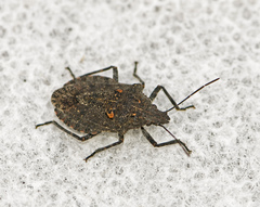 Brochymena quadripustulata