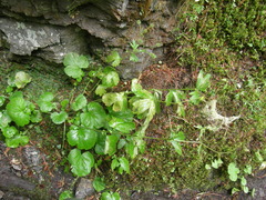 Boykinia occidentalis