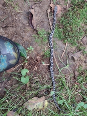 Pantherophis alleghaniensis