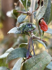 Chlorochroa sayi