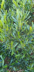 Dodonaea viscosa