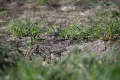 Spizella passerina passerina