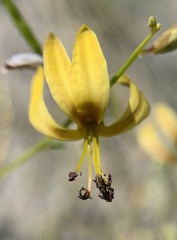 Carsonia sparsifolia