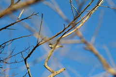 Microspingus melanoleucus