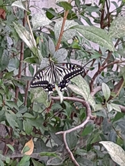 Papilio xuthus