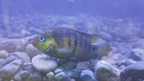 Geelbuik-dwergcichlide (Amatitlania nanolutea) — Cichlidae — 2