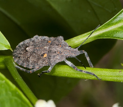 Brochymena quadripustulata