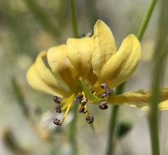 Carsonia sparsifolia