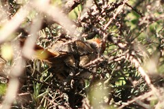 Synallaxis frontalis