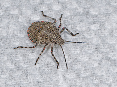 Brochymena quadripustulata