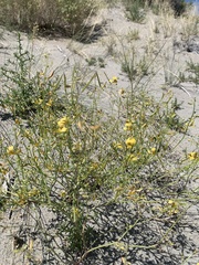 Carsonia sparsifolia