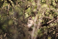 Synallaxis frontalis