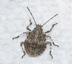 Brochymena quadripustulata