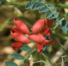 Sphaerophysa salsula